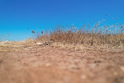 Dry grasses with bright blue sky in a background on a hot summer day photographed from low angle.  Drought, global warming and climate change idea. Fields of Italy
