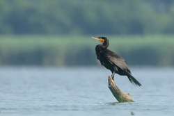 The great cormorant, black shag, great black cormorant, black cormorant (Phalacrocorax carbo)