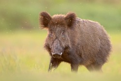 The wild boar, wild swine, common wild pig, Eurasian wild pig (Sus scrofa), 