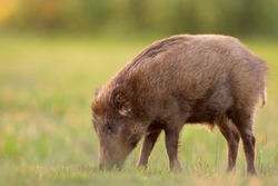 The wild boar, wild swine, common wild pig, Eurasian wild pig (Sus scrofa), 
