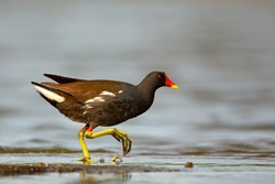 The common moorhen (Gallinula chloropus), also known as the waterhen or swamp chicken, is a bird species in the rail family (Rallidae)