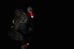 Black swan with red beak on black isolated background with copy space. Dark bird with water ripple reflection as a symbol of unexpected events of large magnitude and consequence