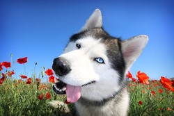 A funny dog. Siberian husky in a poppy field. Portrait of a blue-eyed dog.