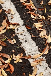 white line on asphalt road covered by dry fallen leaves