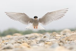 The Black-fronted Tern is New Zealand's only endemic tern and breeds on the braided rivers of the South Island. They nest in the stones and both the terns, eggs and chicks are vulnerable to pests.