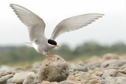 Black-fronted Terns breed on the braided rivers of the South Island of New Zealand.  It is the only endemic tern in New Zealand.