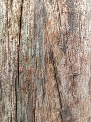Old wood pole surface.Abstract background.