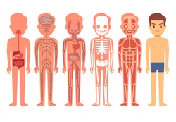 Human body anatomy vector illustration. Male skeleton, muscular, circulatory, nervous and digestive systems.