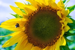 An unusual shot: a bumblebee in flight towards a flower.