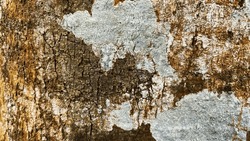 Cracked dry wood texture background with white, brown, yellow, green and moss pattern