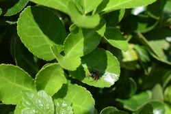 Arthropoda Ladybird spider on green leaves