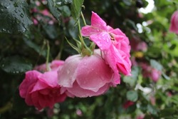 A beautiful pink rose bathed in the drops of the first spring rain.