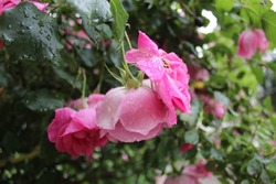 A beautiful pink rose bathed in the drops of the first spring rain.