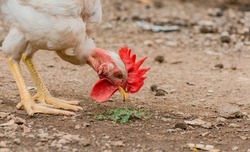 Beautiful breed rooster in the yard, a farm rooster in the yard, close up of a breed rooster in a yard