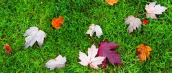 Colorful fall maple leaves with water droplets, on a background of green grass.  Top view. Letterbox format.