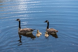 A pair of Canada Geese swimming with goslings at Brown County WI Barkhausen Waterfowl Preserve