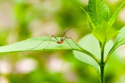 A daddy long-legs spider on a green plant leaf