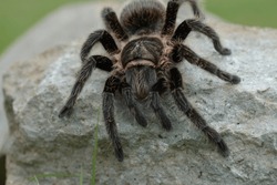spiders. This species is a very aggressive eater, but it is harmless to humans