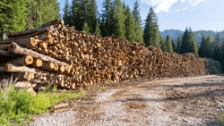 Thousands of logs stacked after the storm that destroyed the woods. Pile of wooden logs, big trunks of tall trees cut and stacked. Stack of cut pine tree logs in a forest. Wood logs, timber logging