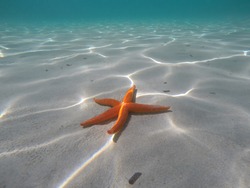 Orange starfish near the shore in a turquoise water