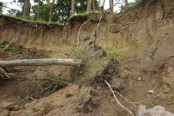 Slide Soil Erosion, Row of Trees Exposed to Seaside Cliff Face Erosion with Crumbling Earth and Dirt, Climate Change Sea Levels, Uprooted Trees Lying on Sand Cause by Coastal Erosion, Landslide