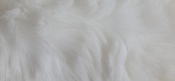 Cat Fur Texture Pattern Background, Natural Long Hair Fur Texture Top View, White Clean Wool, Light Natural Sheep Wool Cotton Texture of Fluffy Fur, Close-up Fragment White Wool Carpet Sheepskin