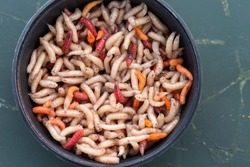 Round box filled with maggots worms  as lure bait before fishing 