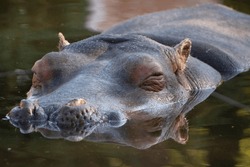 hippo sleeping immersed in the river