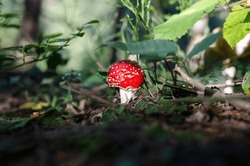 White dotted red mushroom in the forest. Amanita in the forest