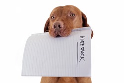 dog holding homework in mouth on white background
