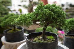 bonsai tree for sale at mexican vendor in san miguel de allende 