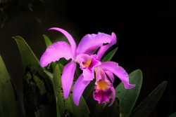 close up of the Cattleya lawrenceana orchid of the Orchidaceae family growing and blooming in the tropics. The flower is purple and has elongated green leaves. selective focus technique