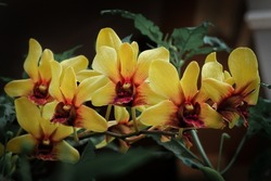 close up of yellow phalaenopsis orchid flower from orchidaceae family blooms in the garden