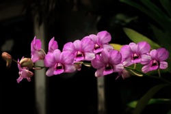 close up of phalaenopsis orchid flowers from orchidaceae family blooms in tje garden
