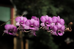 selective focus of dendrobium phalaenopsis orchid flowers from orchidaceae family. this plant grow and blooms in the garden with tropical climate