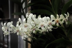beauty of dendrobium aberrans orchid flowers from orchidaceae family blooms in the garden