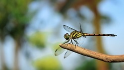 dragonfly insect. dragonfly insect perched on a branch of a plant. Dragonfly insect with the Latin name Agrionoptera. agrionoptera dragonfly from libellulidae family