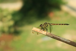 dragonfly insect. dragonfly insect perched on a branch of a plant. Dragonfly insect with the Latin name Agrionoptera. agrionoptera dragonfly from libellulidae family