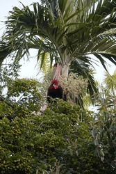 Rooster singing on top of a tree 