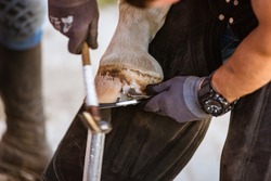 Horse farrier at work - trims and shapes a horse's hooves and hammering a horseshoe to a horse's hoof. The close-up of horse hoof, nail and hammer.