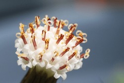 Macro string of pearls flower