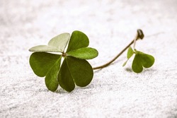 Clovers leaves on Stone .The symbolic of Four Leaf Clover the first is for faith, the second is for hope, the third is for love, and the fourth is for luck. Clover and shamrocks is symbolic dreams .