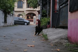 A rooster is on the street in front of a house. selective focus.