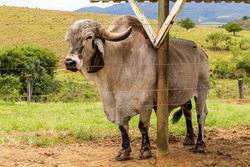 Bull girolando in pasture on farm in countryside of Minas Gerais, Brazil