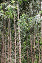 Closeup of eucalyptus trunks, in planting, in symmetrical composition. Sao Paulo state, Brazil