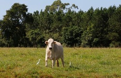 Zebu cattle, of Nelore breed, in the green grass pasture with sky and trees. Sao Paulo state, Brazil