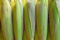 Closeup of ears of corn with green straw, symmetrically aligned