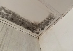 mould,Mold and stains on the roof on white walls and roofs, water and mold stains, damp, dirty, dirty walls, dirty roofs, stains on the walls,Mold on ceiling