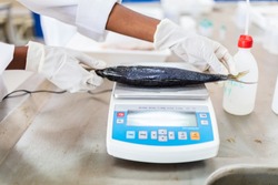 Fish to be weighed in laboratory, scale and scientist hands.