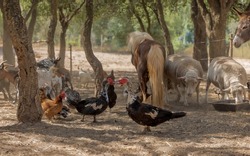 Farm with vast diversity of animals.